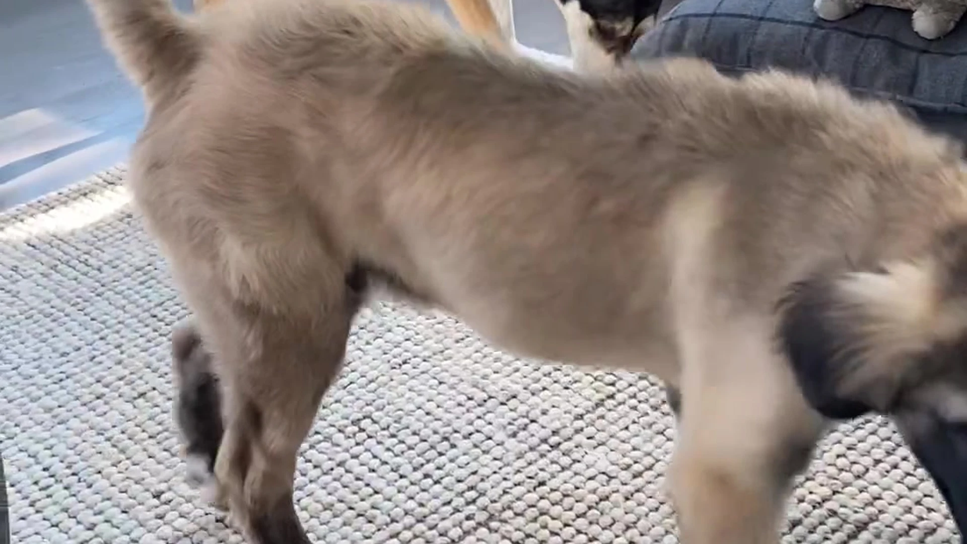 Perverted Alluring American Sabrina Nichole  xxx